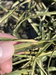 Asclepias fascicularis