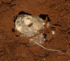 Breviceps