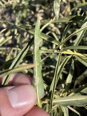 Asclepias fascicularis