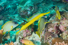 Aulostomus chinensis