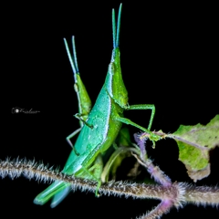 Atractomorpha sinensis