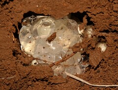 Breviceps