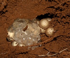 Breviceps