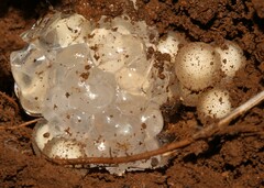 Breviceps