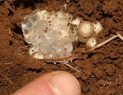 Breviceps