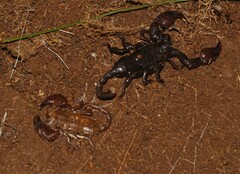 Scorpionoidea