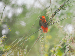 Euplectes franciscanus