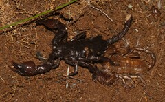 Scorpionoidea