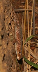 Lygodactylus ocellatus