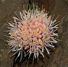 Haemanthus humilis hirsutus