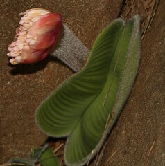Haemanthus humilis hirsutus