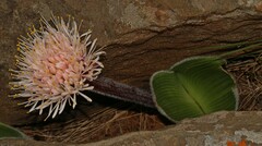 Haemanthus humilis hirsutus