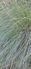Muhlenbergia rigens