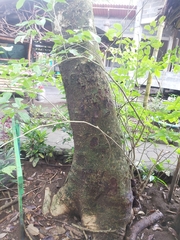 Lonchocarpus