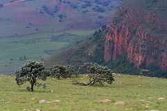 Protea roupelliae roupelliae