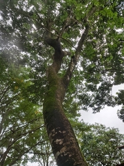 Lonchocarpus