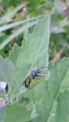 Paragapostemon coelestinus