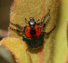Leucocelis