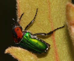 Leucocelis