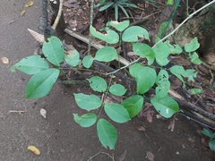 Lonchocarpus