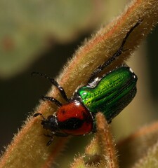 Leucocelis