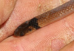 Aparallactus capensis