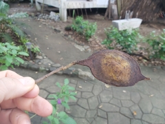 Lonchocarpus