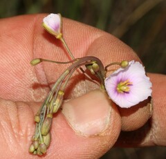 Heliophila rigidiuscula