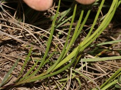Heliophila rigidiuscula