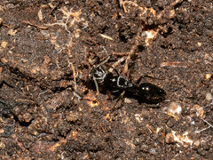 Odontomachus haematodus