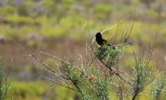 Euplectes capensis capensis