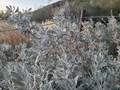 Eriodictyon tomentosum