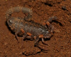 Uroplectes
