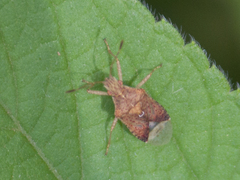 Coreoidea