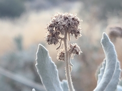 Eriodictyon tomentosum