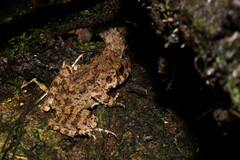 Oreobates quixensis