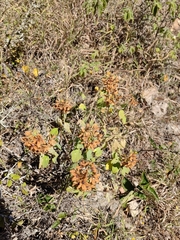 Galphimia glauca