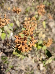 Galphimia glauca