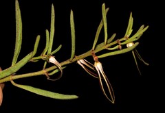 Brachystelma circinatum