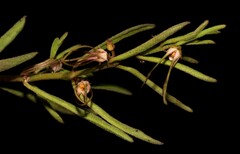 Brachystelma circinatum