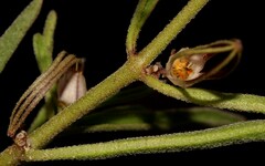 Brachystelma circinatum