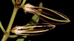 Brachystelma circinatum