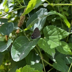 Satyrium liparops