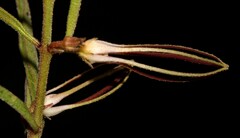 Brachystelma circinatum