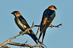 Cecropis cucullata
