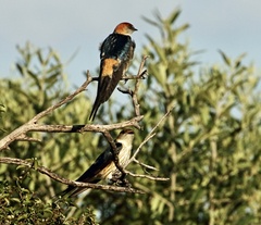 Cecropis cucullata