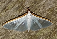 Margaroniini