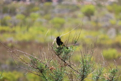 Euplectes capensis capensis