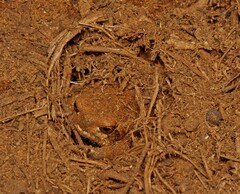 Breviceps