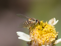 Phthiriinae